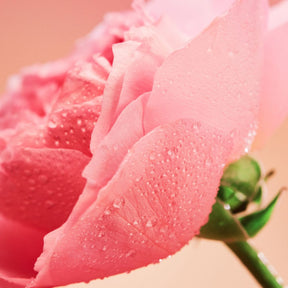 Close-up of a pink rose with water droplets on a soft focus background