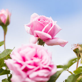 Jurlique Rose Hand Cream